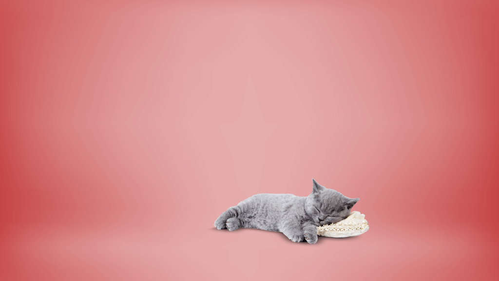 Grey cat resting it's head on small pillow in westwood hospital, red background ,